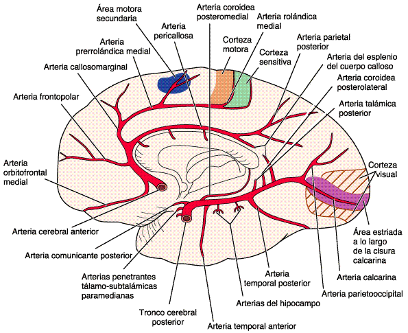 arteria_cerebral_anterior [Neurocirugía Contemporánea]