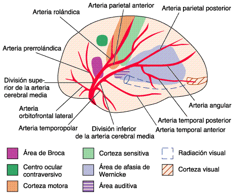 arteria_cerebral_media [Neurocirugía Contemporánea]